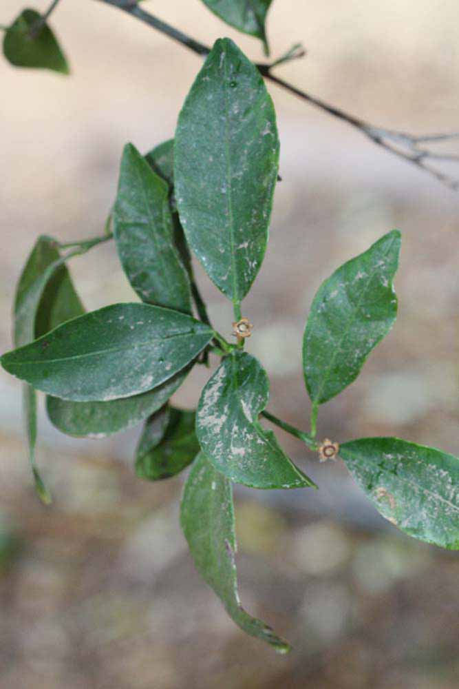              Shade leaves (Riverside, CA)       